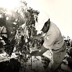 Vinhos e outros produtos