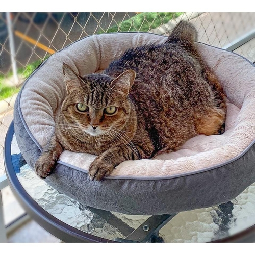 Cama viena bichinho chic Outlet